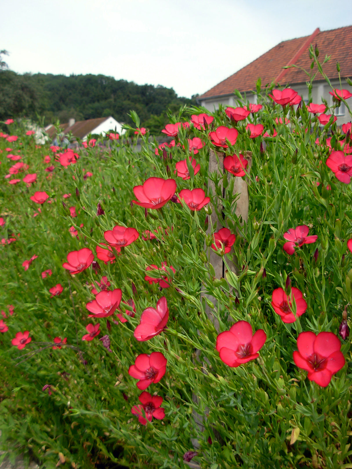 Reinsaat "Roter Lein" (Linum grandiflorum)