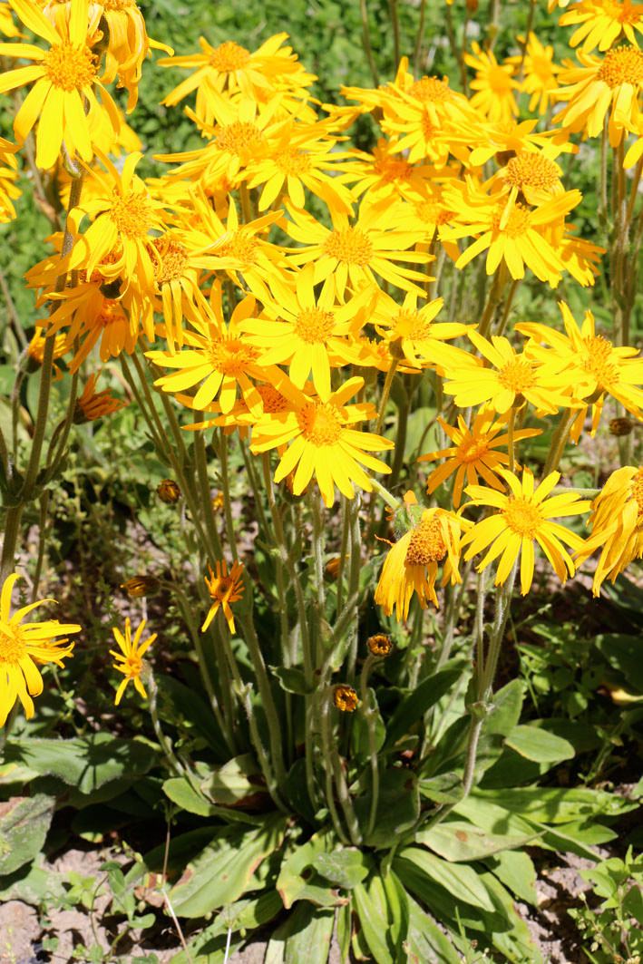 Reinsaat – Arnika (Arnica montana)