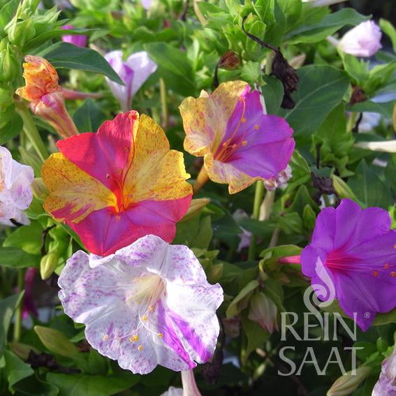 Wunderblume „Belle de nuit“ (Mirabilis jalapa) - Reinsaat
