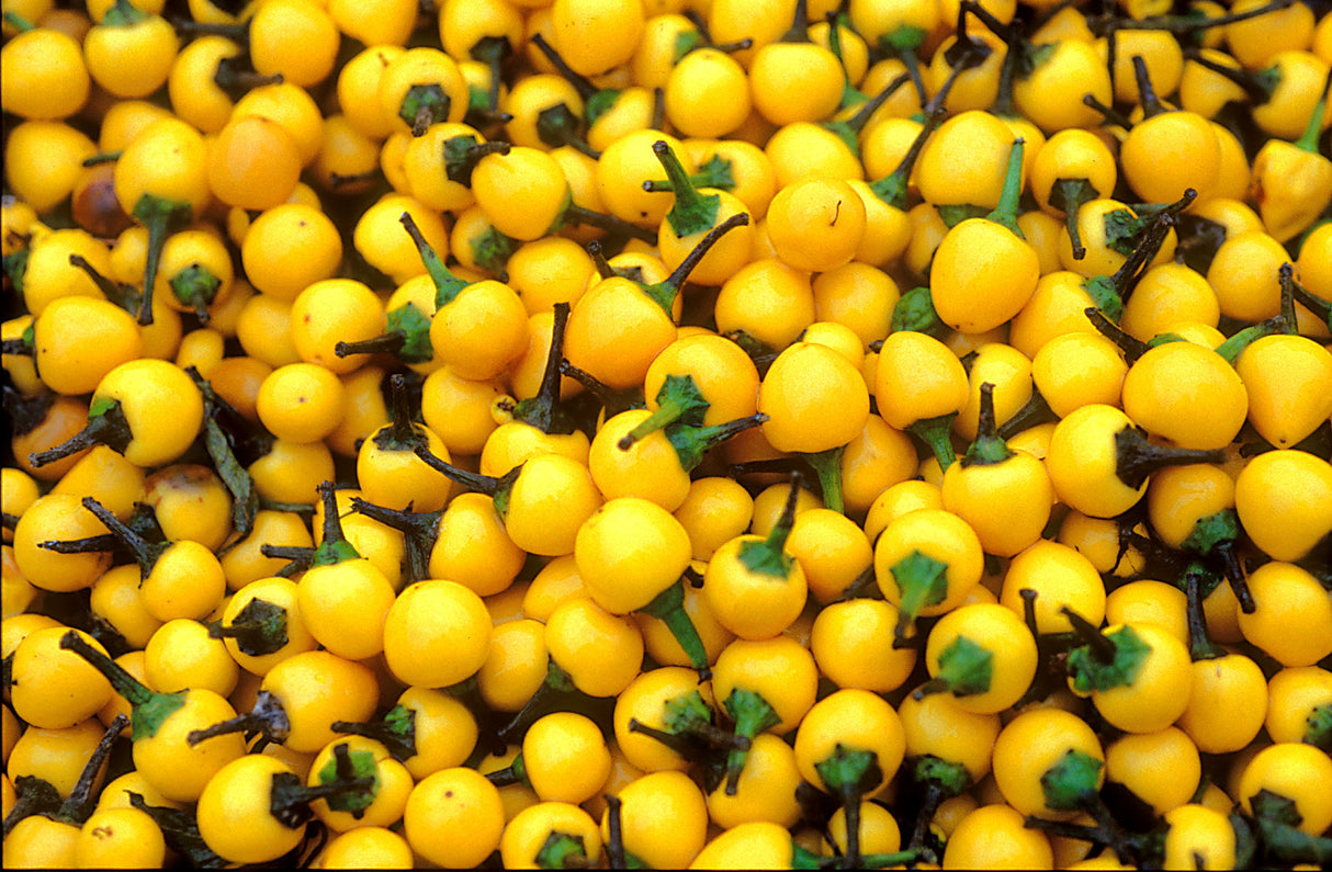 Reinsaat – Chili Gelbe Kirschen (Capsicum frutescens L.)