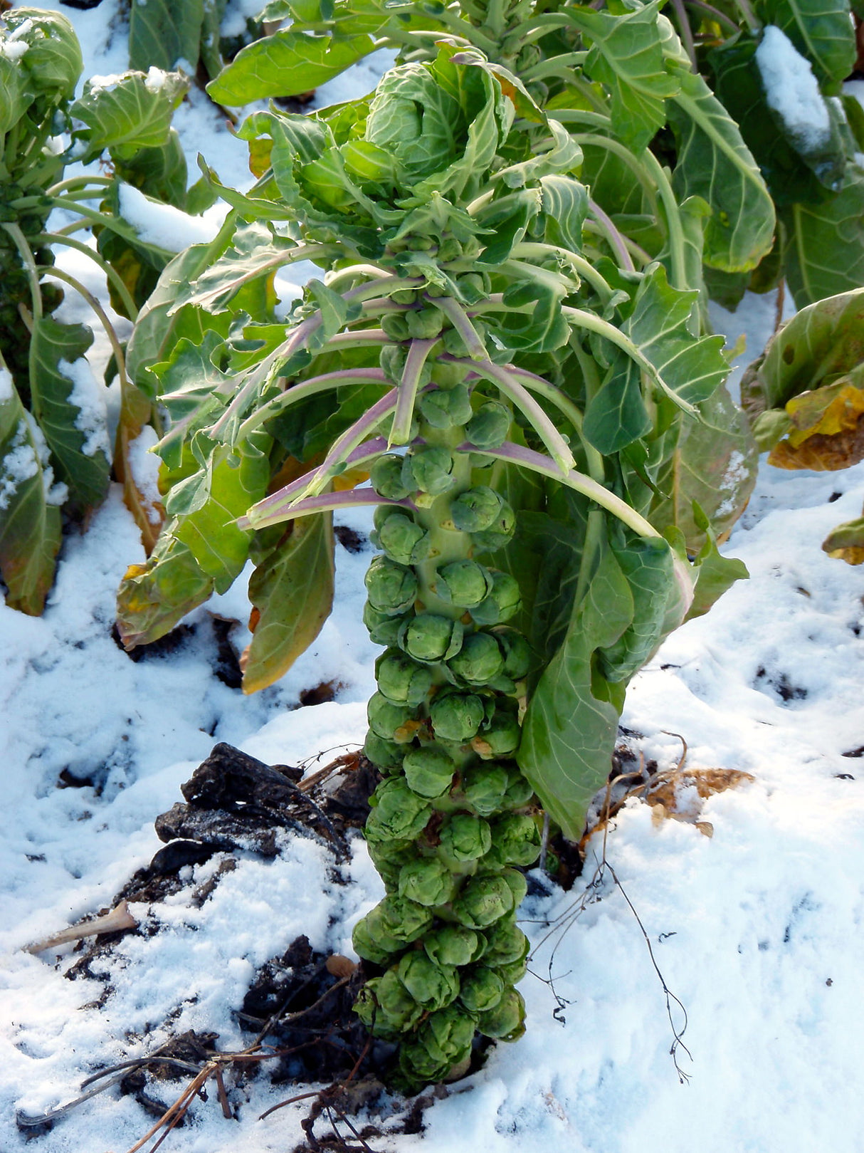 Reinsaat – Kohlsprossen Groninger (Brassica oleracea var. gemmifera)