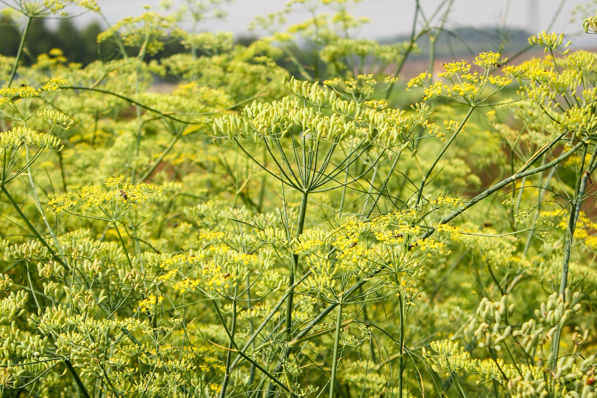 Reinsaat – Gewürzfenchel (Foeniculum vulgare)