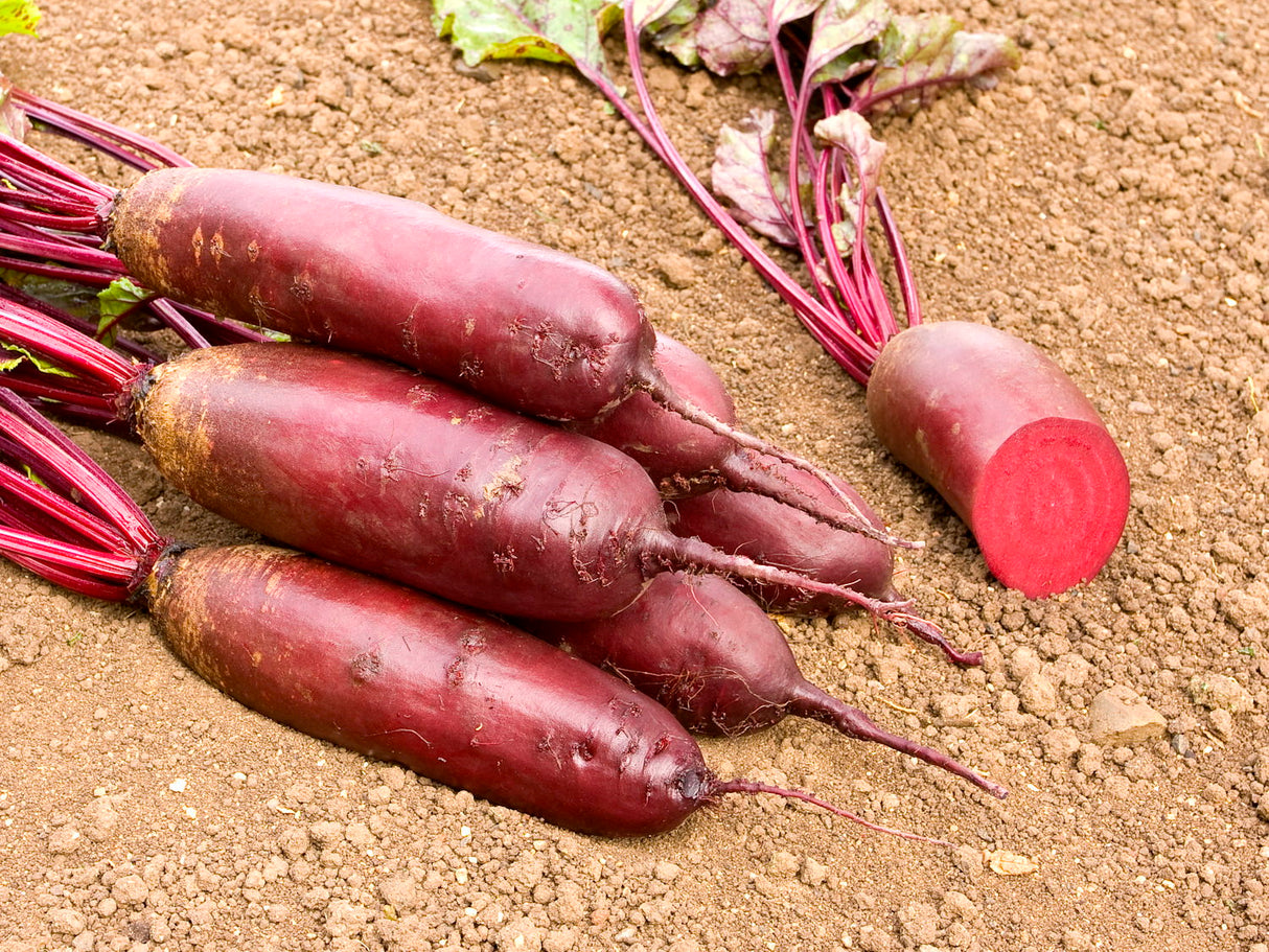 Reinsaat – Rote Rübe Forono (Beta vulgaris L. var. conditiva)