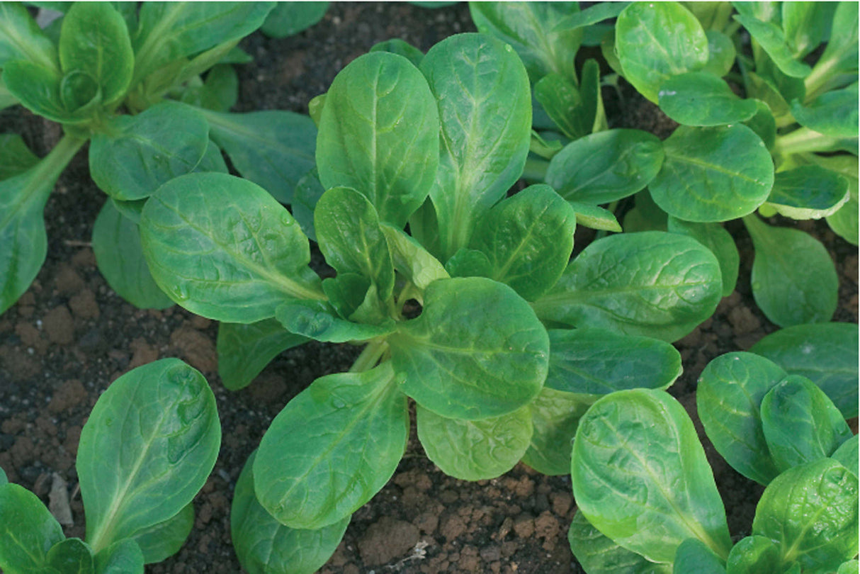 Reinsaat – Feldsalat Verte à coeur plein 2 (Valerianella locusta Laterr.)
