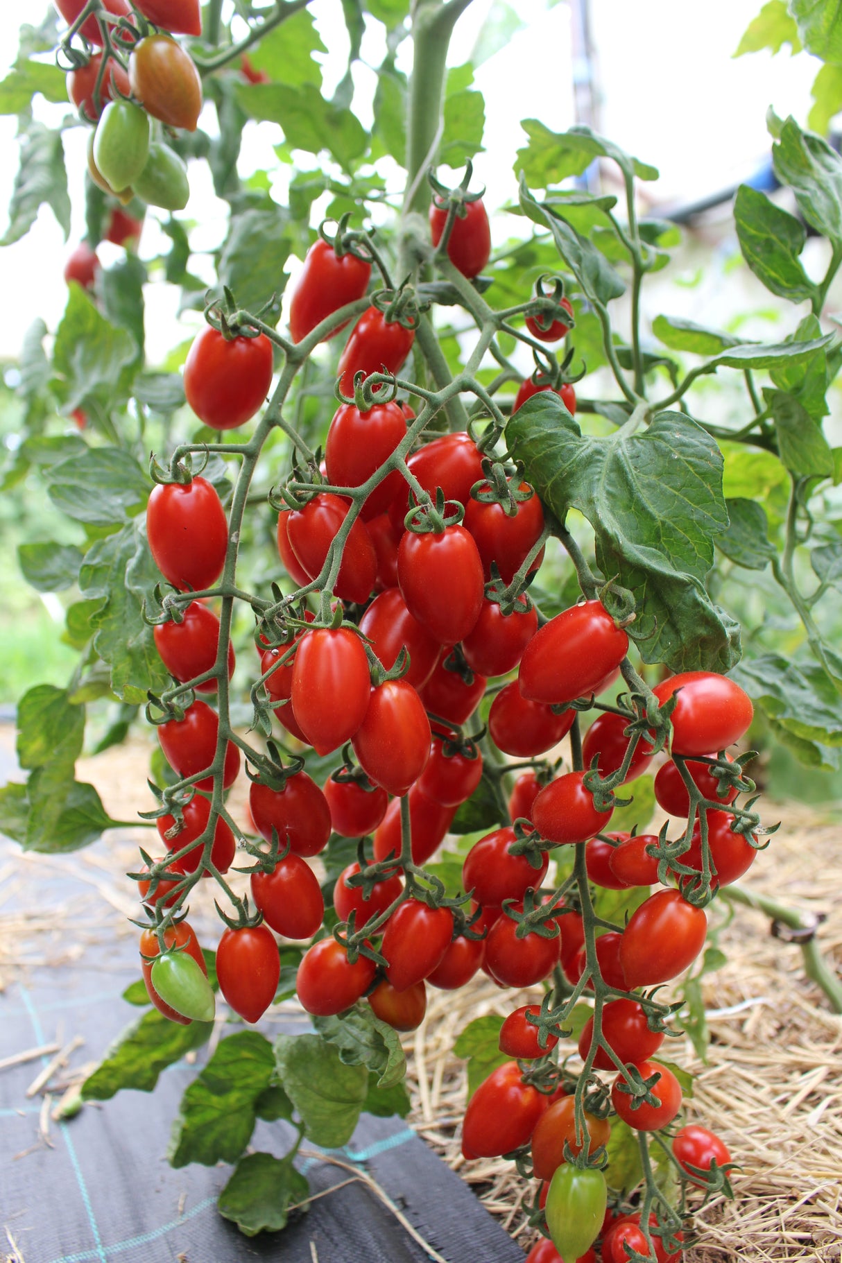 Reinsaat – Tomate Donatellina (Solanum lycopersicum L.)
