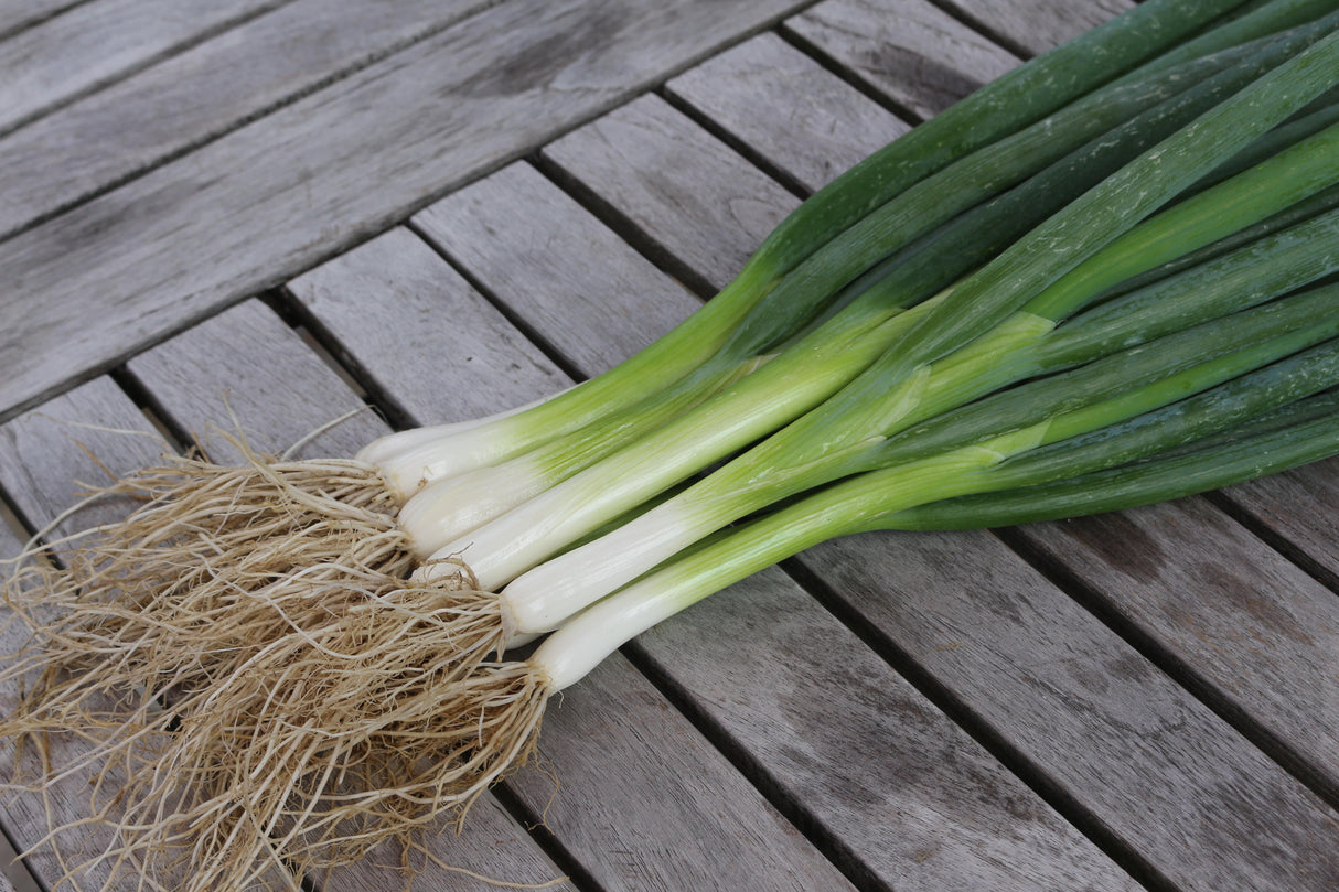Reinsaat – Lauchzwiebel Ishikura Long White (Allium fistulosum)