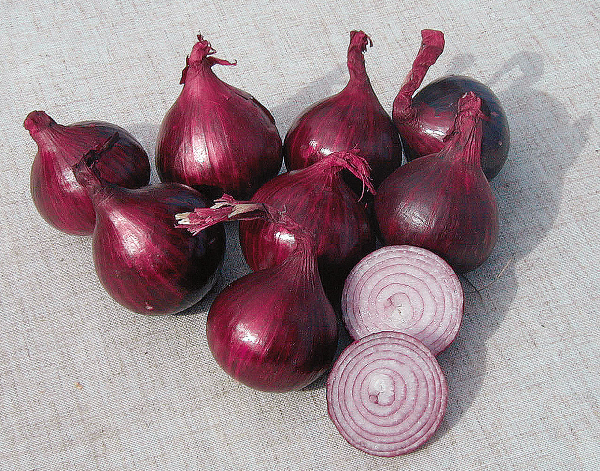 Reinsaat – Zwiebel Red Baron (Allium cepa L.)