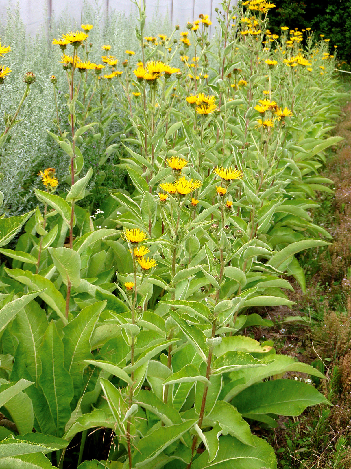 Reinsaat – Alant (Inula helenium)