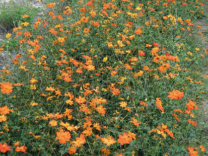 Reinsaat – Cosmea, orange (Cosmos sulphureus)