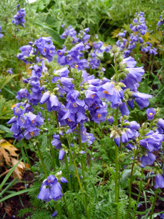 Reinsaat – Himmelsleiter (Polemonium caeruleum)