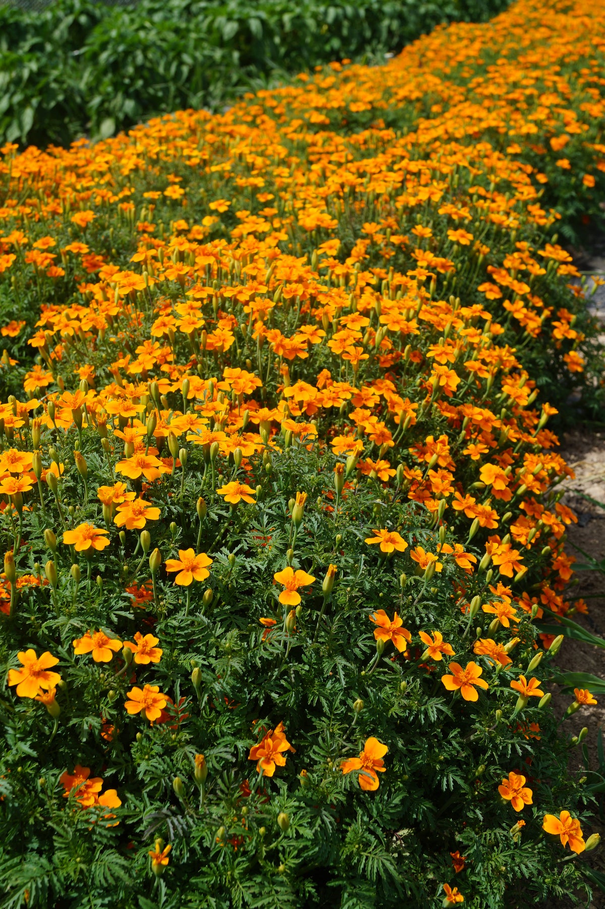 Reinsaat – Gewürztagetes (Tagetes tenuifolia)