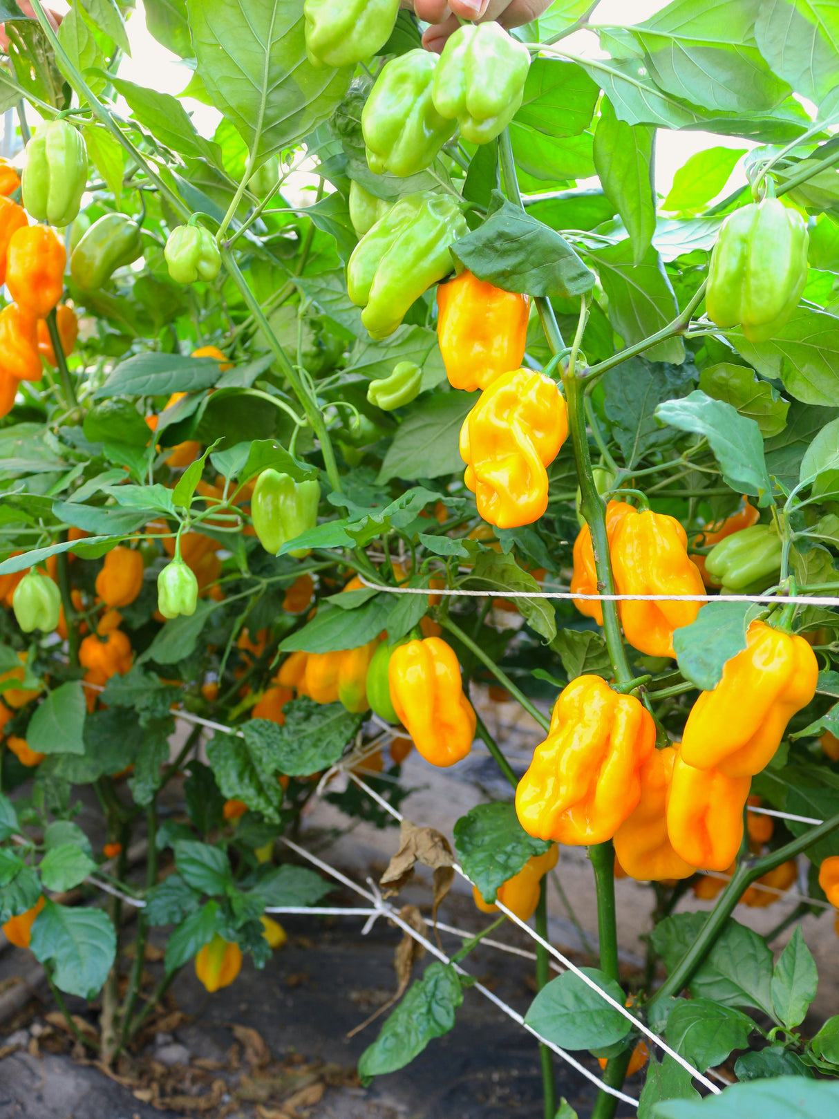 Reinsaat – Chili Habanero Golden (Capsicum chinense L.)