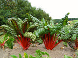 Reinsaat – Mangold Feurio (Beta vulgaris L. var. vulgaris)