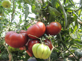 Reinsaat – Tomate Tschernij Prinz (Solanum lycopersicum L.)