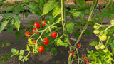 Reinsaat – Tomate Rote Ribisel (Solanum pimpinellifolium)