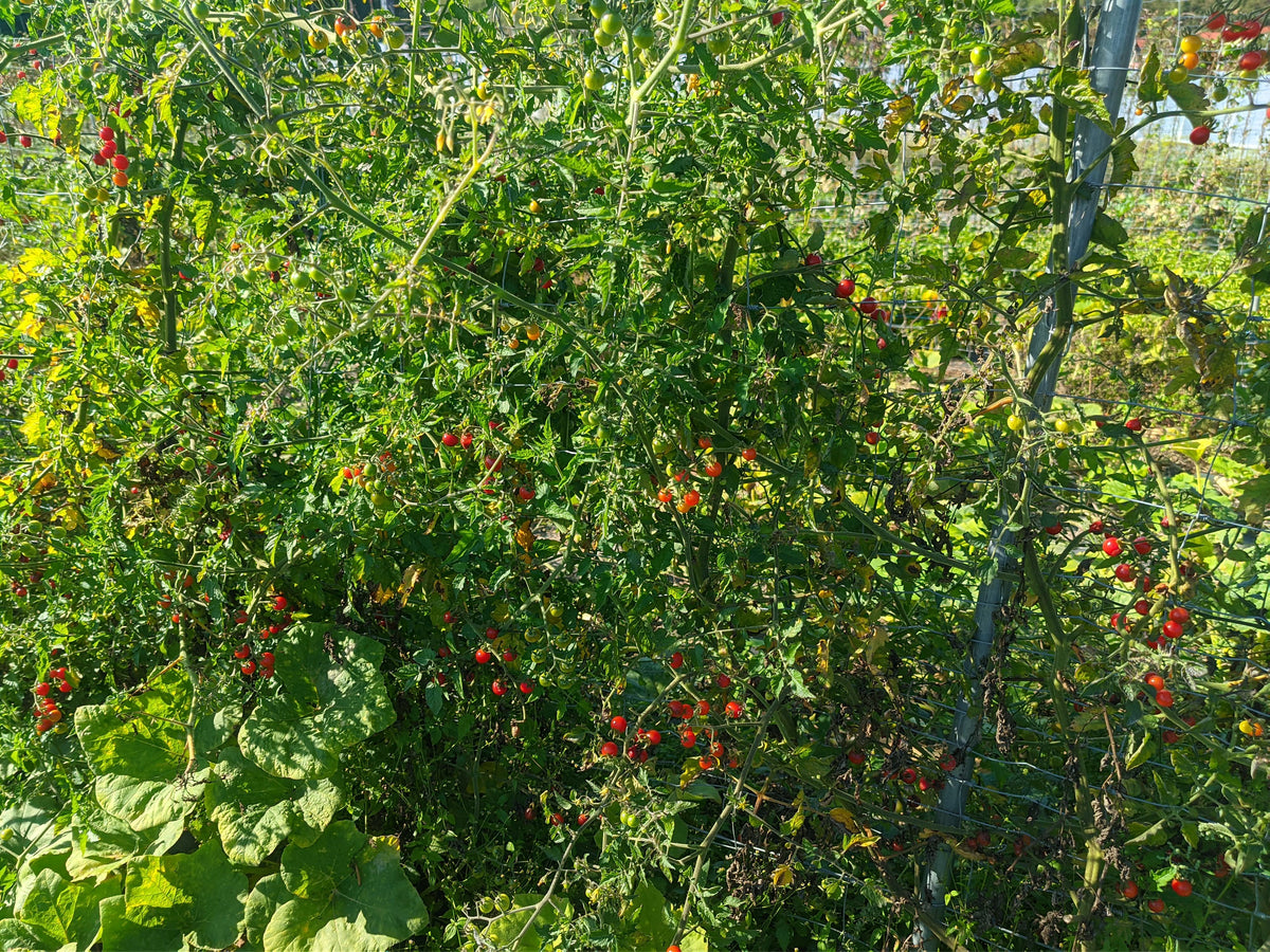 Reinsaat – Tomate Rote Ribisel (Solanum pimpinellifolium)