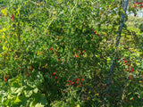Reinsaat – Tomate Rote Ribisel (Solanum pimpinellifolium)