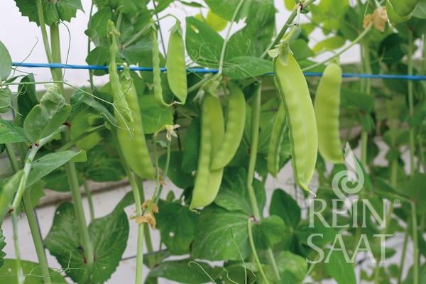 Reinsaat – Zuckererbse Gigante Svizzero (Schweizer Riesen) (Pisum sativum L. convar. axiphium)