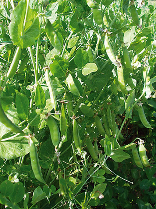 Reinsaat – Schalerbse Douce Provence (Pisum sativum L. convar. sativum)