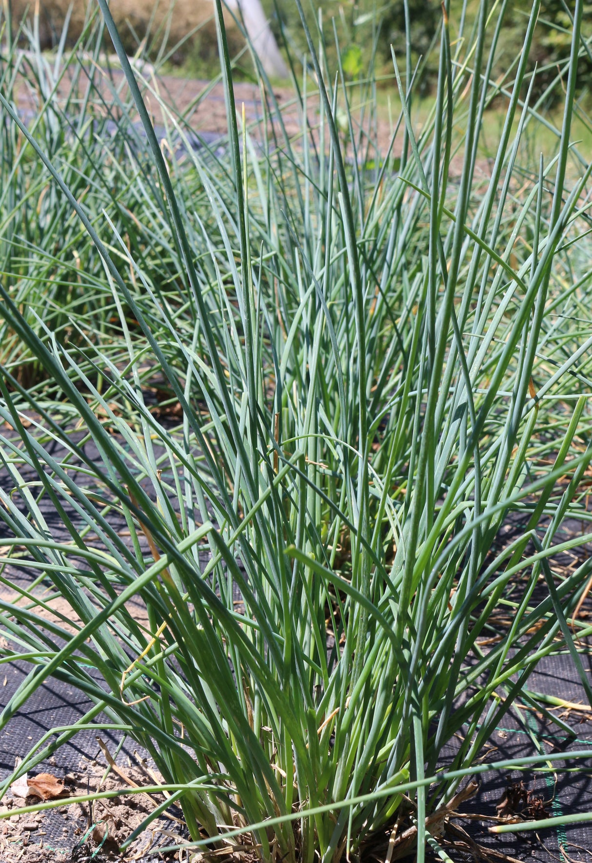 Reinsaat – Schnittlauch (Allium schoenoprasum)