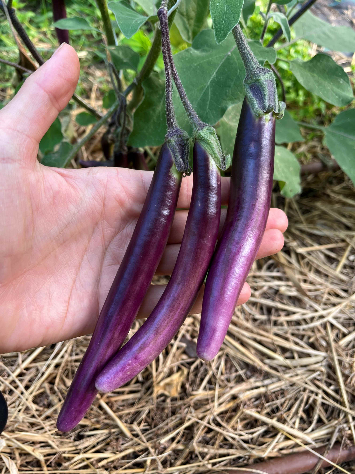 Reinsaat – Mini-Aubergine Little Brinjal (Solanum melongena)