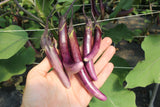 Reinsaat – Mini-Aubergine Little Brinjal (Solanum melongena)