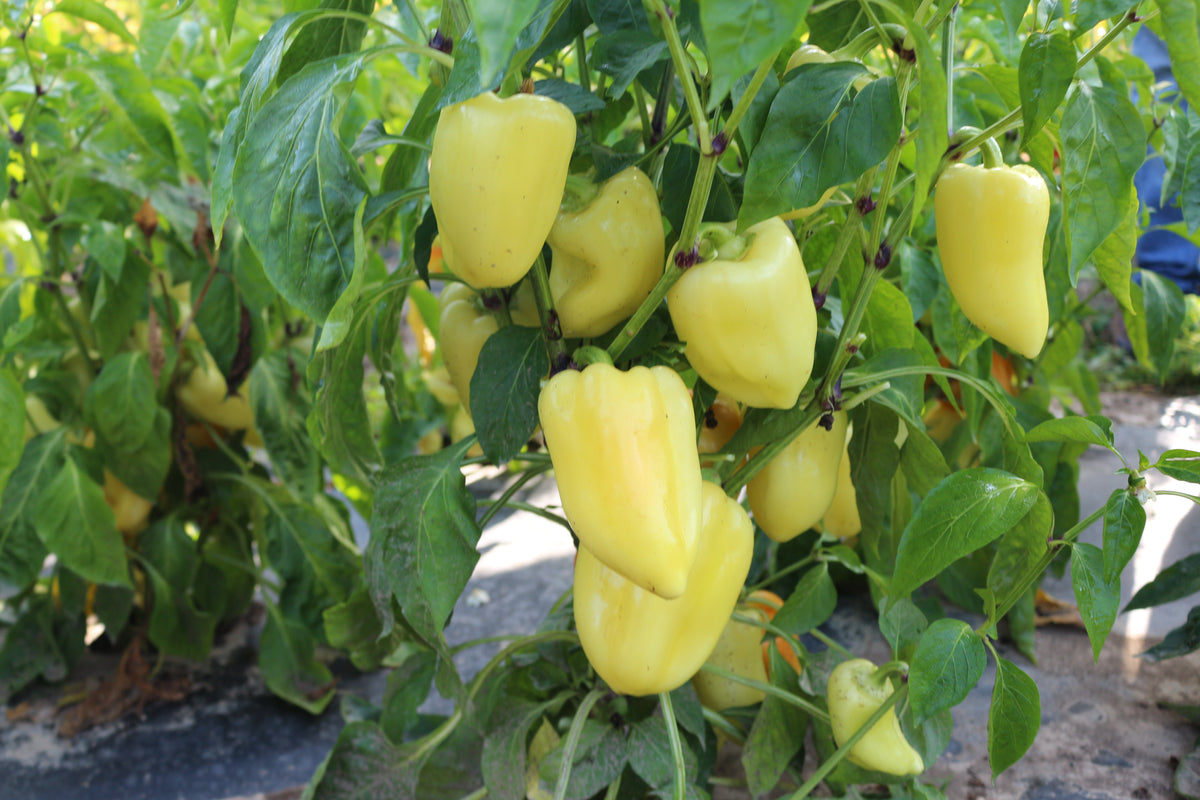 Reinsaat – Paprika „Zlata“ (Capsicum annuum L.)