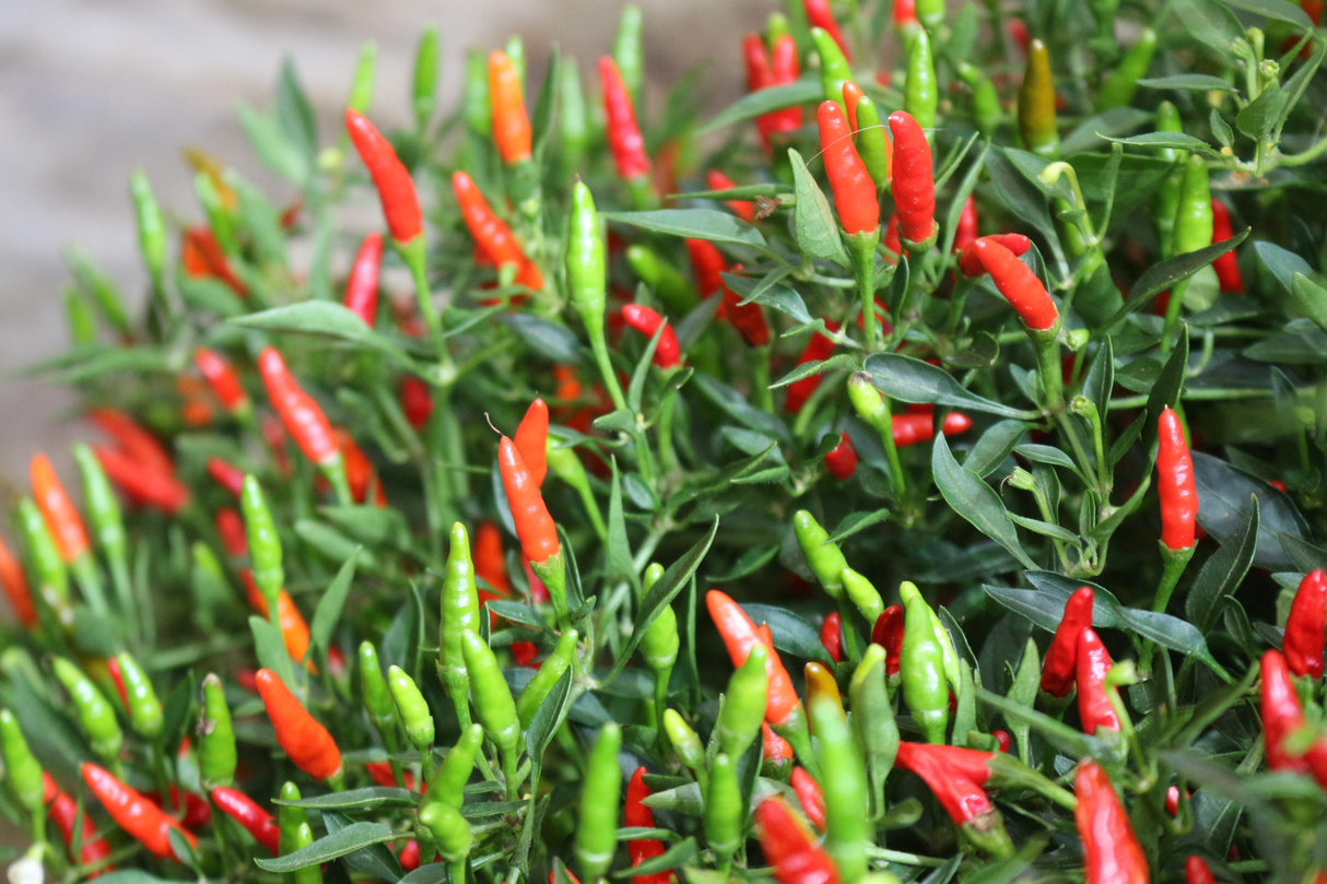 Reinsaat – Wildpfefferoni (Capsicum frutenscens L.)