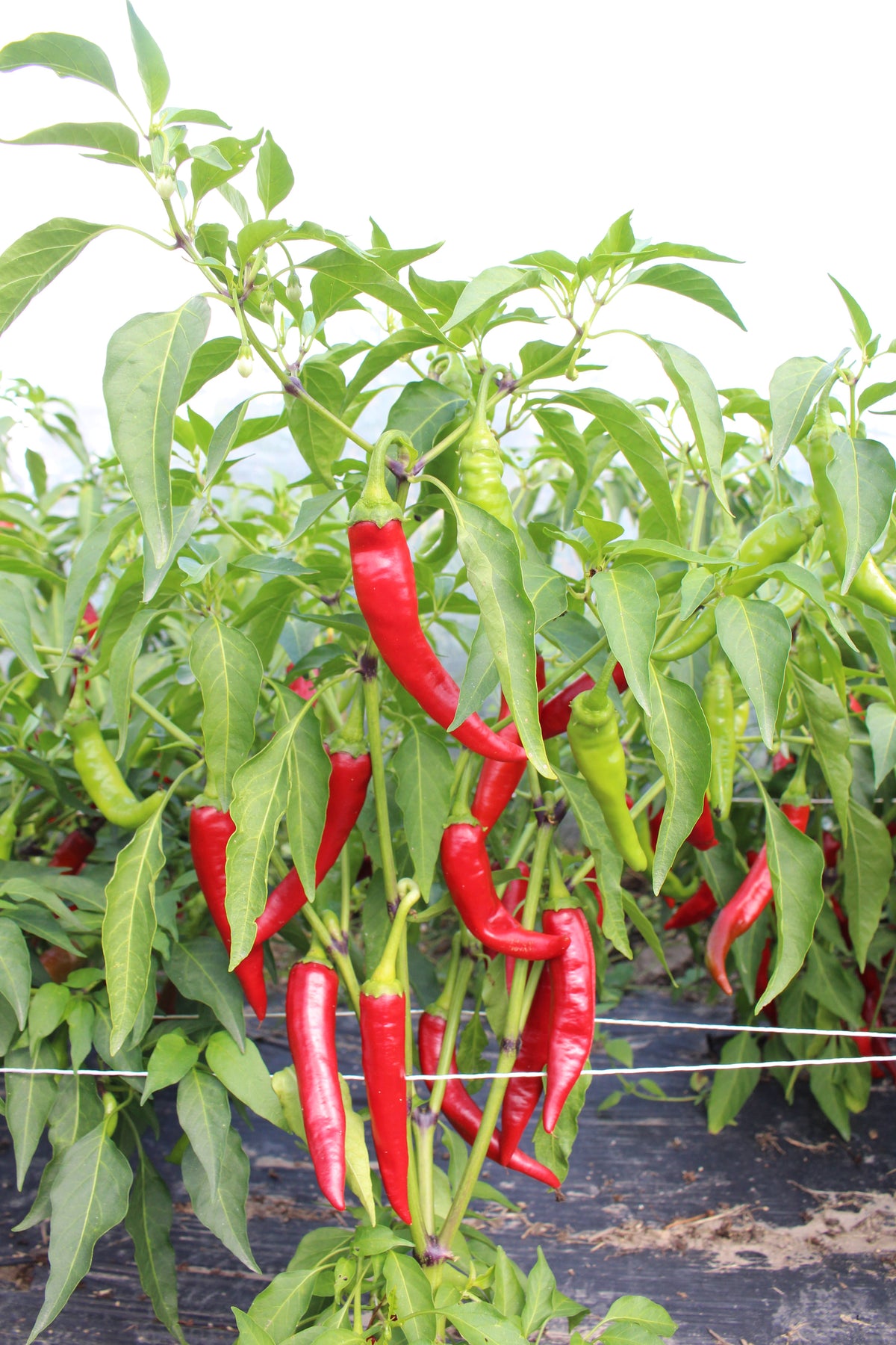 Reinsaat – Chili Cariño Caliente (Capsicum annuum L.)