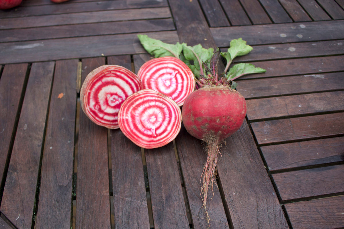 Reinsaat – Rote Rübe Tonda di Chioggia (Beta vulgaris L. var. conditiva)
