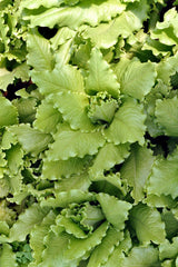 Reinsaat – Pflücksalat „Venezianer“ (Lactuca sativa L. var. crispa)