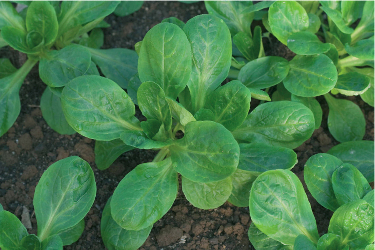 Reinsaat – Feldsalat Verte à coeur plein 2 (Valerianella locusta Laterr.)