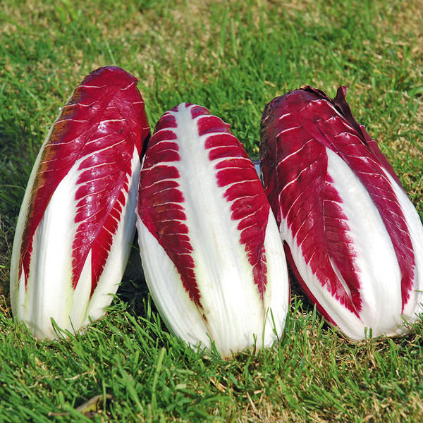 Reinsaat – Radicchio Treviso 206 TT (Cichorium intybus L.)