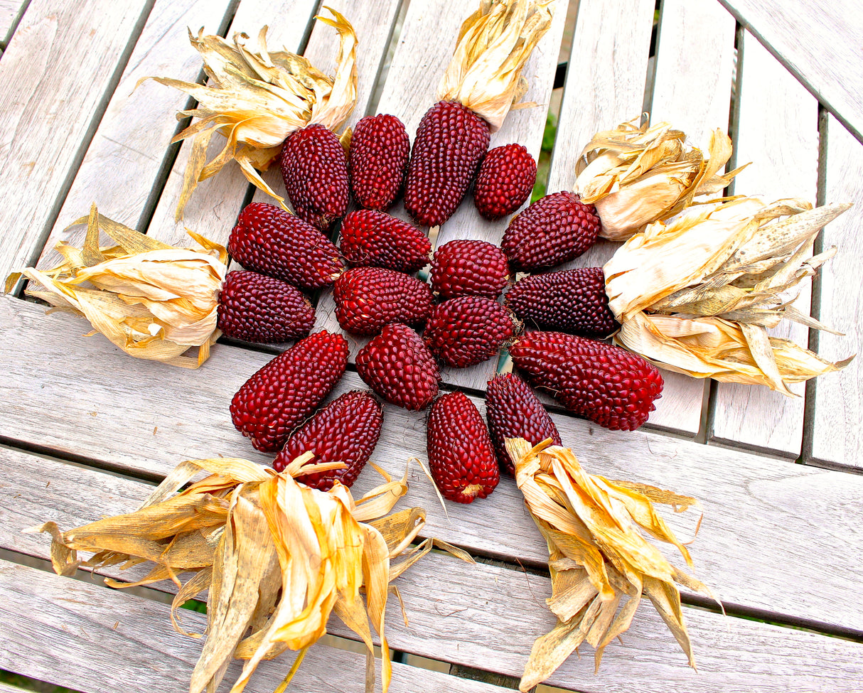 Reinsaat – Erdbeermais (Zea mays japonica)